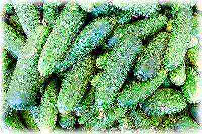 varieties of cucumbers that can be grown on the windowsill