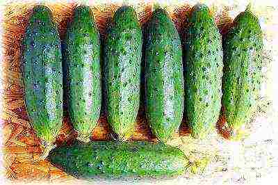 varieties of cucumbers that can be grown on the windowsill