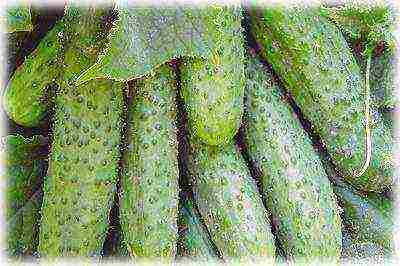 varieties of cucumbers that can be grown on the windowsill