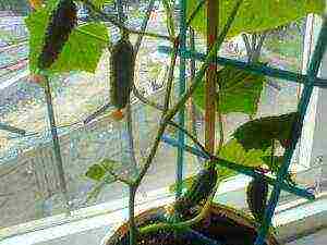 varieties of cucumbers that can be grown on the windowsill