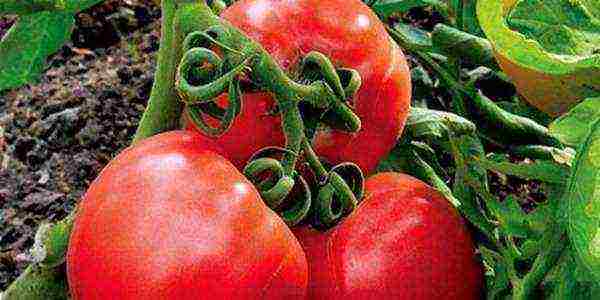 varieties of tomatoes grown in greenhouses in Belarus