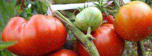 iba't ibang mga kamatis na lumaki sa mga greenhouse sa Belarus