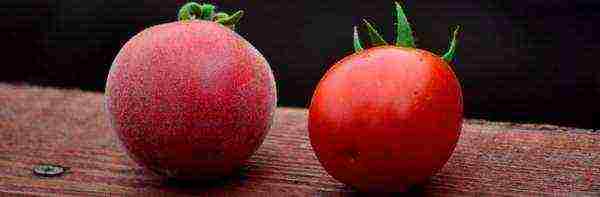 varieties of tomatoes grown in greenhouses in Belarus