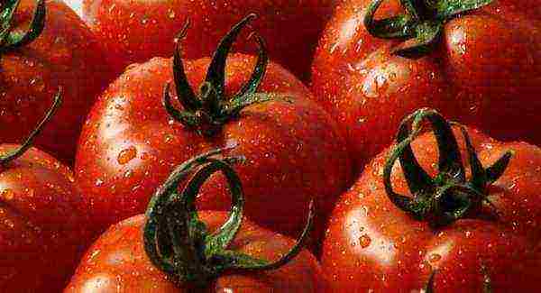 varieties of tomatoes grown in greenhouses in Belarus