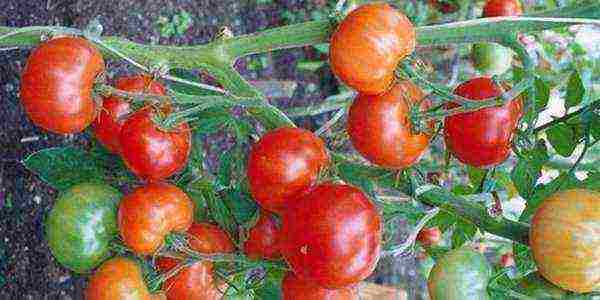 varieties of tomatoes grown in greenhouses in Belarus