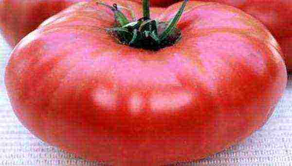 sorte rajčice uzgojene u staklenicima u Bjelorusiji