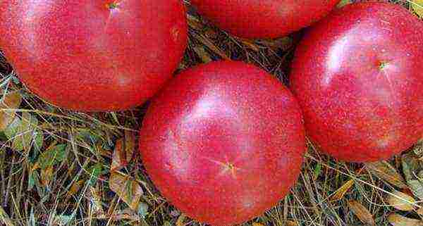 varieties of tomatoes grown in greenhouses in Belarus