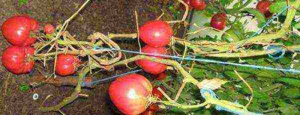 varieties of tomatoes grown in greenhouses in Belarus