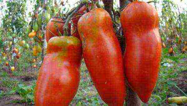 varieties of tomatoes grown in greenhouses in Belarus