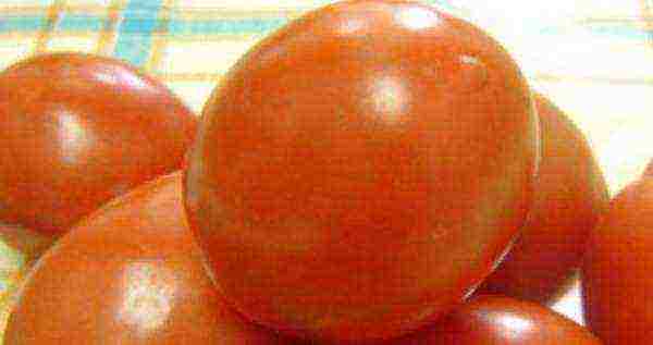 varieties of tomatoes grown in greenhouses in Belarus