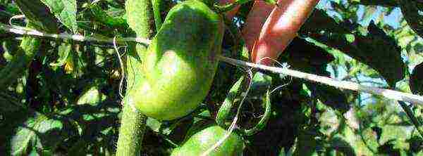 varieties of tomatoes grown in greenhouses in Belarus