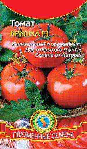 varieties of tomatoes grown in greenhouses in Belarus