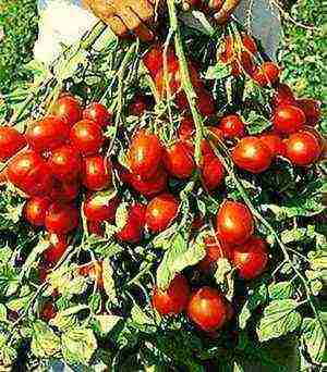 varieties of tomatoes grown in greenhouses in Belarus