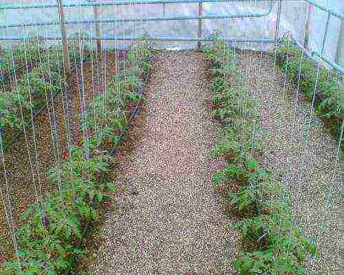 iba't ibang mga kamatis na lumaki sa mga greenhouse sa Belarus