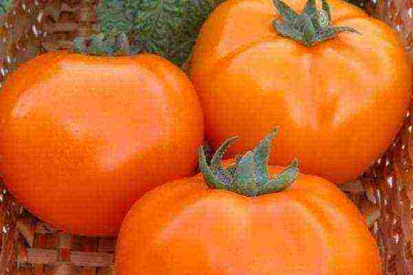 varieties of tomatoes grown in greenhouses in Belarus