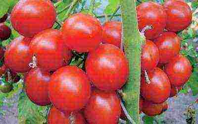 varieties of tomatoes grown in greenhouses in Belarus