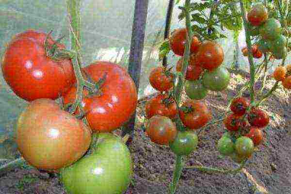 varieties of tomatoes grown in greenhouses in Belarus