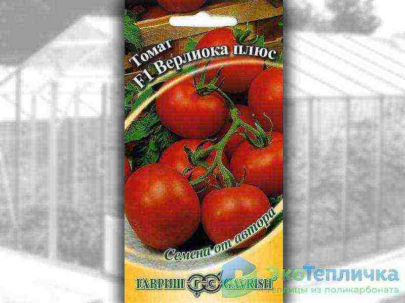 varieties of tomatoes grown in greenhouses in Belarus