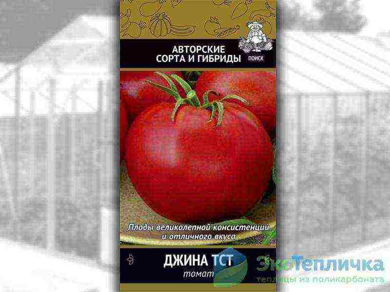 sorte rajčice uzgojene u staklenicima u Bjelorusiji