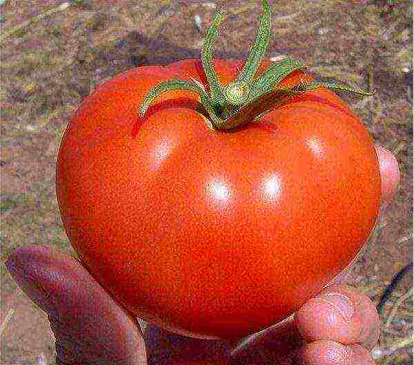 varieties of tomatoes grown in the Volgograd region
