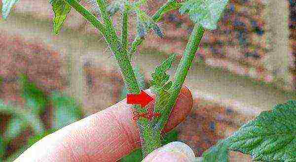 varieties of tomatoes grown in the Volgograd region