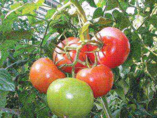 varieties of tomatoes grown in the Volgograd region