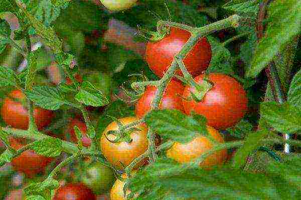 varieties of tomatoes grown in the Volgograd region