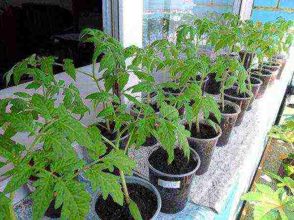 varieties of tomatoes grown in the Volgograd region