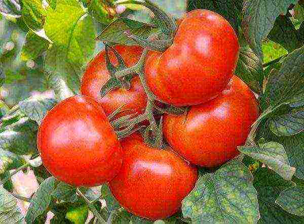 varieties of tomatoes grown in the Volgograd region