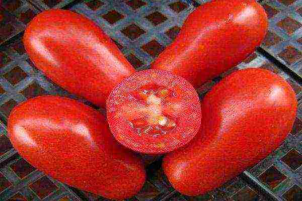 varieties of tomatoes grown in the Volgograd region