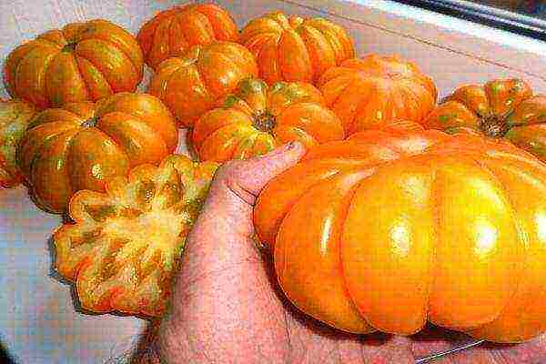 varieties of tomatoes grown in the Volgograd region