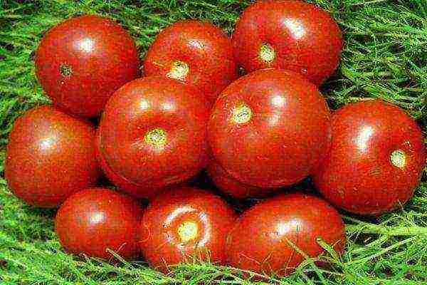 varieties of tomatoes grown in the Volgograd region