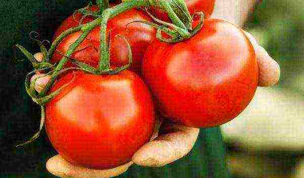 varieties of tomatoes grown in the Volgograd region