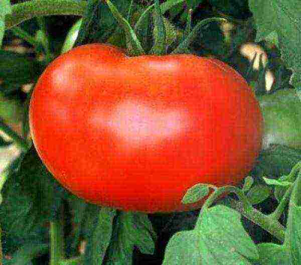varieties of tomatoes grown in the Volgograd region