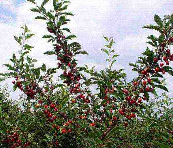 Ang mga varieties ng cherry ay ang pinakamahusay na mga pollinator