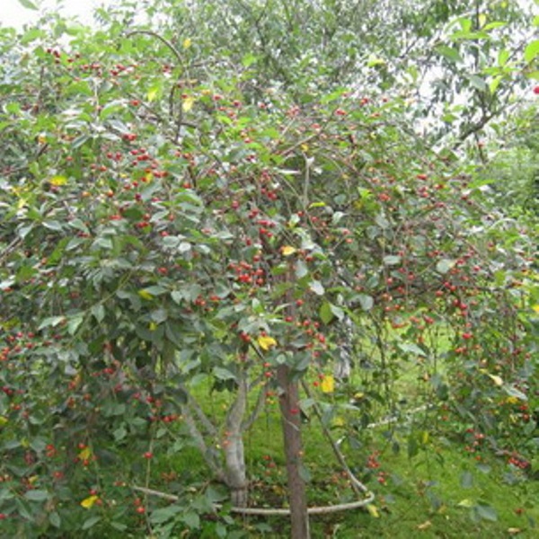 cherry varieties are the best pollinators