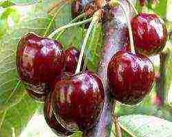 Ang mga varieties ng cherry ay ang pinakamahusay na mga pollinator