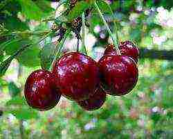 cherry varieties are the best pollinators