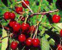 cherry varieties are the best pollinators