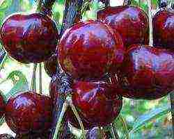 cherry varieties are the best pollinators