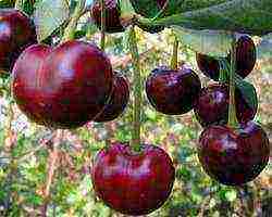 cherry varieties are the best pollinators