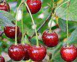 cherry varieties are the best pollinators