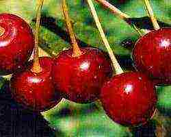 cherry varieties are the best pollinators