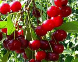 Ang mga varieties ng cherry ay ang pinakamahusay na mga pollinator