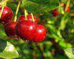 cherry varieties are the best pollinators