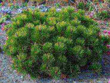 pagtatanim at pangangalaga sa pine pine ng bundok sa bukas na bukid