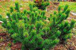 mountain pine pug planting and care in the open field