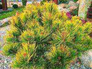 pagtatanim at pangangalaga sa pine pine ng bundok sa bukas na bukid