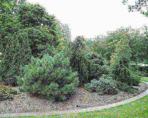 mountain pine pug planting and care in the open field