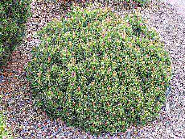 mountain pine pug planting and care in the open field